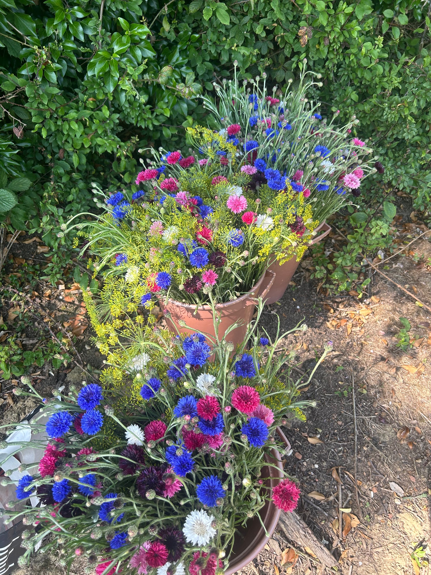 Wholesale Flowers